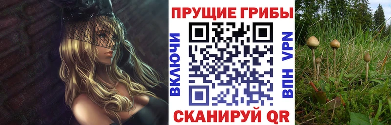 Псилоцибиновые грибы GOLDEN TEACHER  Купить  Нахабино 